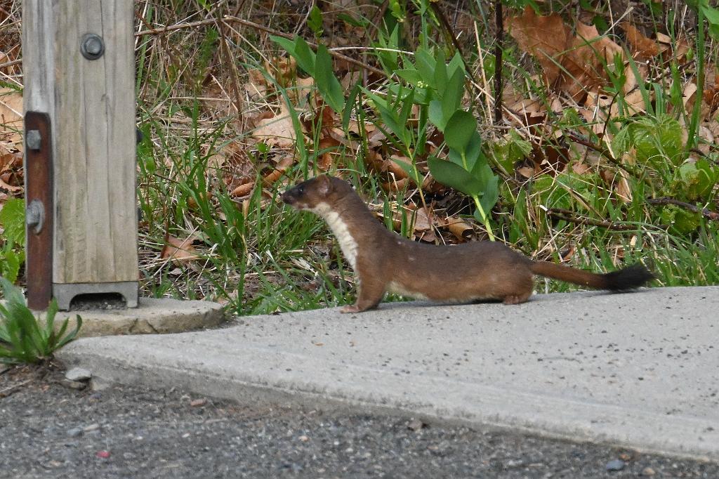 2025-05037021 Parker River NWR, MA.JPG - Short-tailed Weasel (Ermine). Parker River National Wildlife Refuge, MA, 5-3-2025
